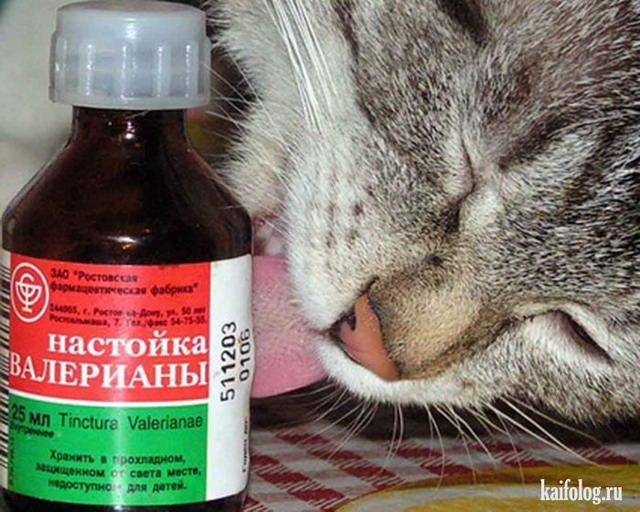 Почему коты любят валерьянку - как действует, можно ли давать, вред и польза