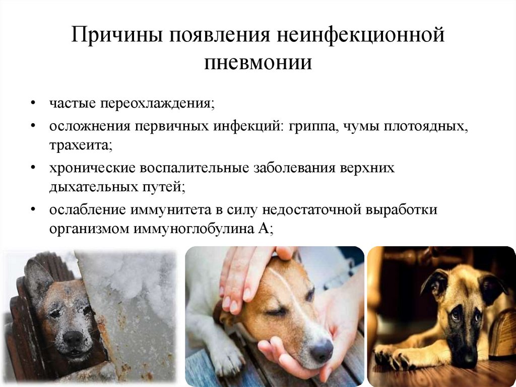 Симптомы и причины дегидратации у собаки