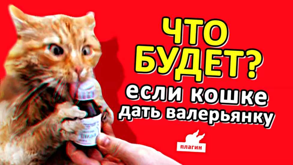 Почему кошки и коты любят валерьянку: как трава действует на животных, можно ли давать валерьянку кошкам – и в каких количествах