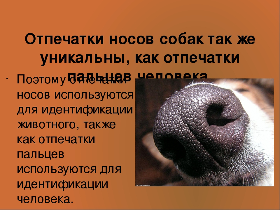 Горячий и сухой нос у собаки: причины