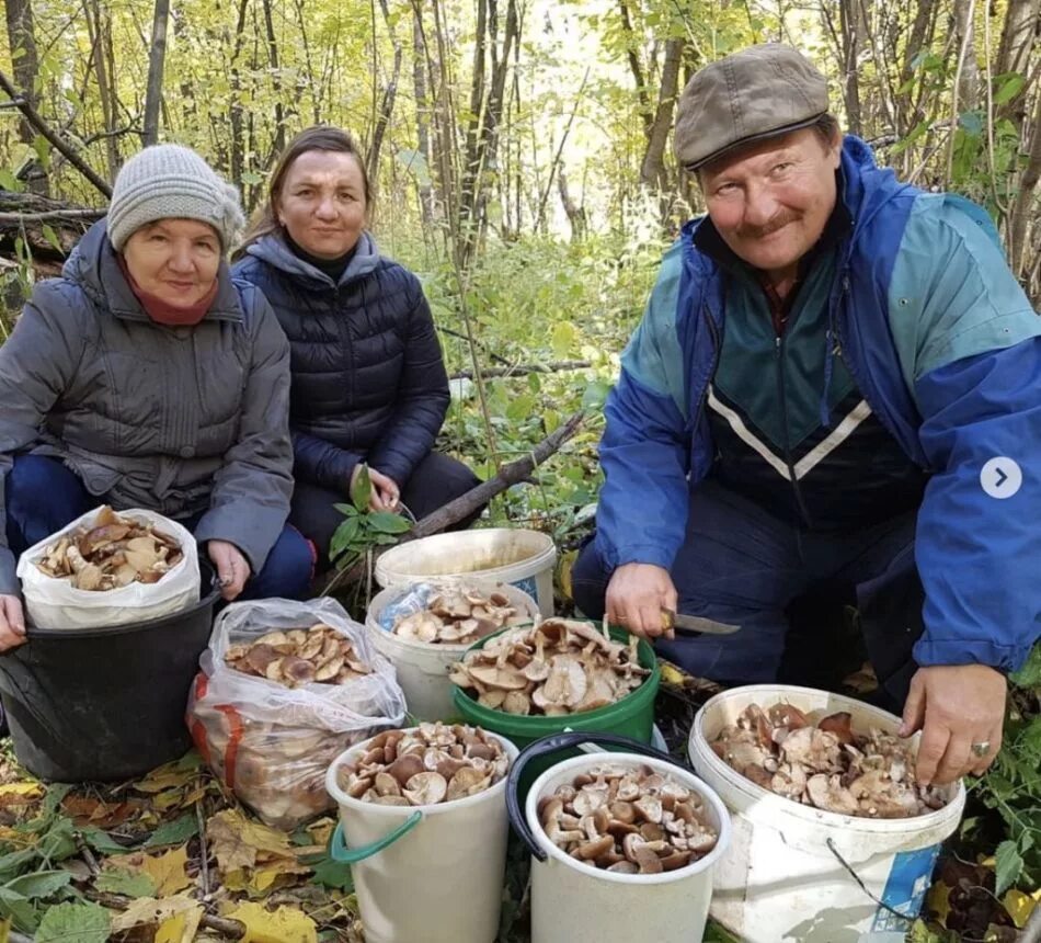 К чему снятся грибы: значение в сонниках
