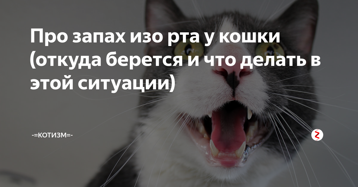 Почему появляется запах изо рта у кошки и как его устранить