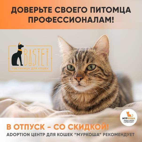 Можно ли оставлять кошку одну дома: надолго, на день