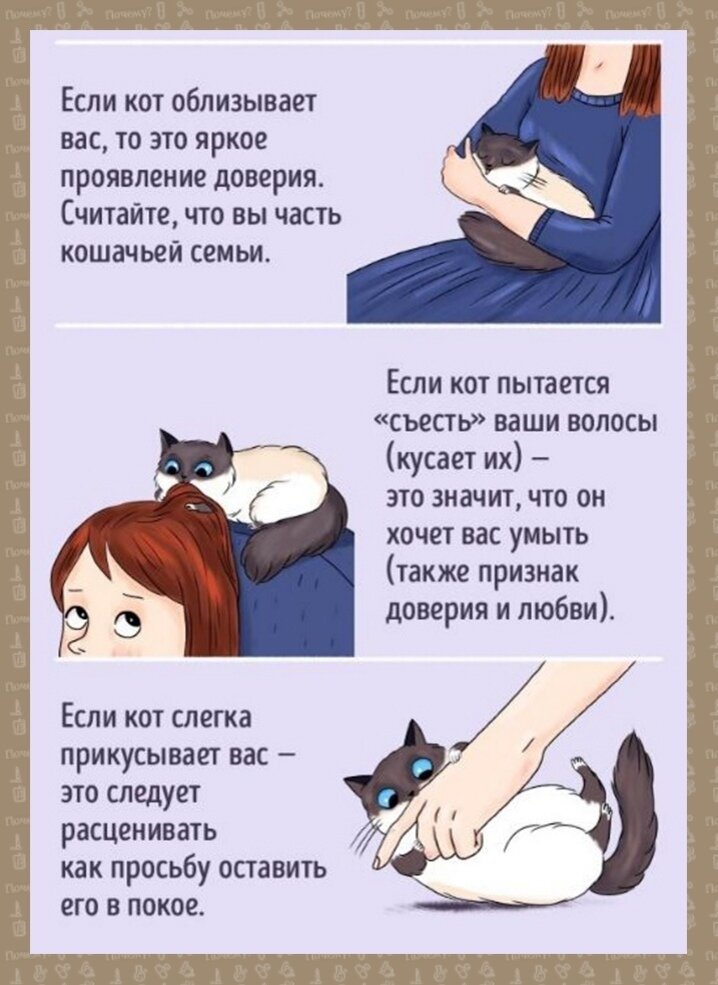 Кошачий язык: звуки, мимика, жесты и поведение. как понять кошачий язык?