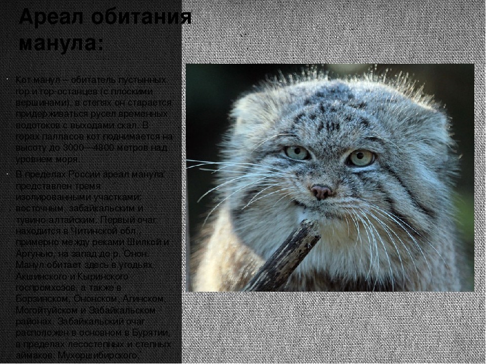Кот манул:  фото, описание, образ жизни палласова кота