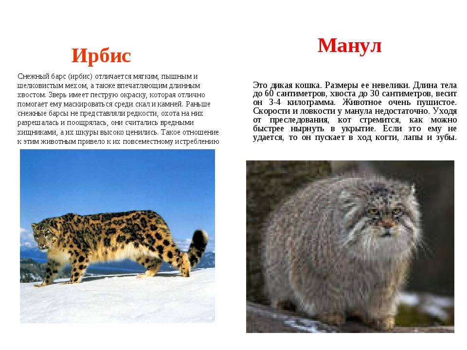 Вся правда о таинственном мануле