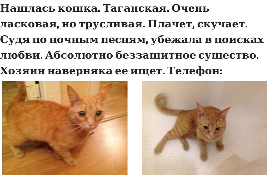 Как подготовить вашу кошку к тому, что вы уезжаете